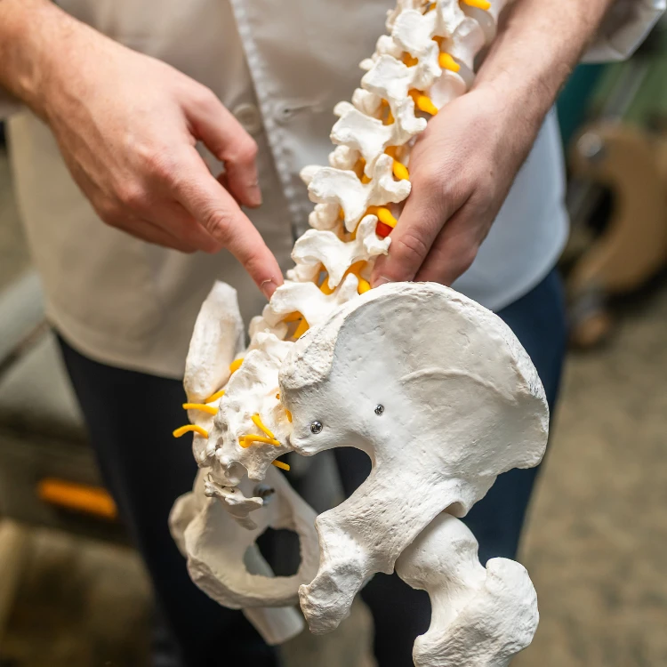 Chiropractic Fun Facts Home