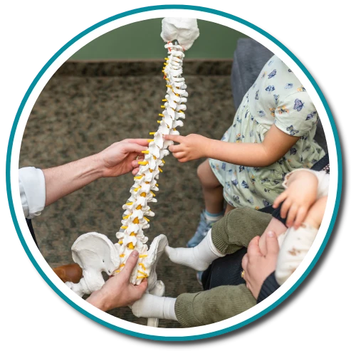 Gonstead Visualization